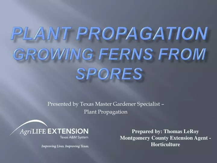 plant propagation growing ferns from spores