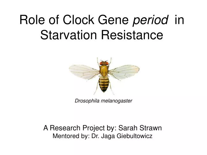 role of clock gene period in starvation resistance