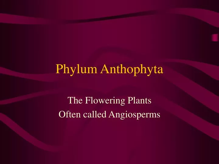 phylum anthophyta