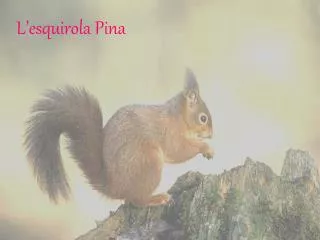 L’esquirola Pina