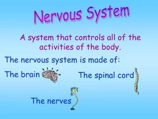 Nervous System