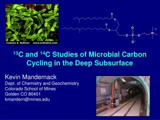 13 C and 14 C Studies of Microbial Carbon Cycling in the Deep Subsurface