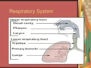 Respiratory System