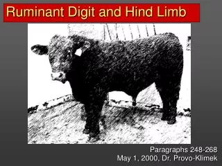 Ruminant Digit and Hind Limb