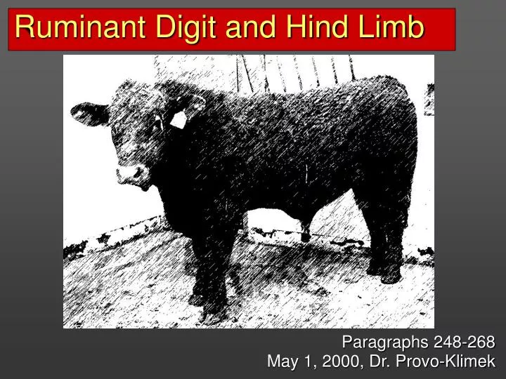 ruminant digit and hind limb