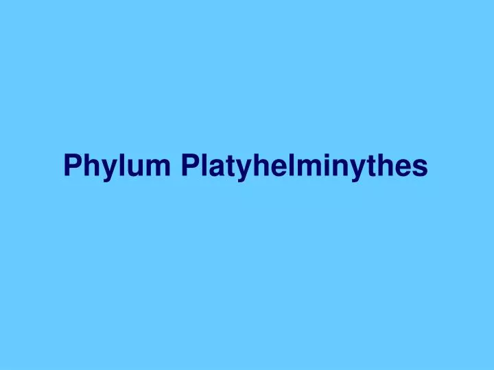 phylum platyhelminythes