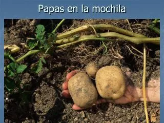 papas en la mochila