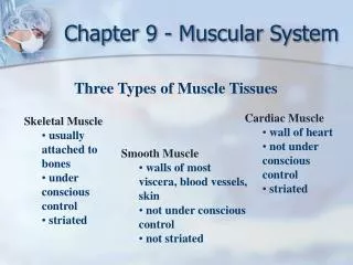 Chapter 9 - Muscular System