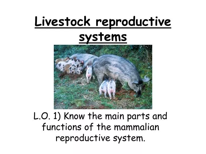 livestock reproductive systems