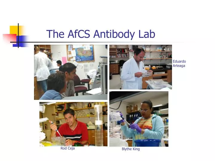 the afcs antibody lab