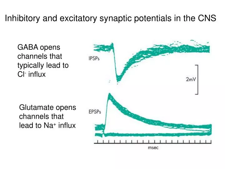 inhibitory and excitatory synaptic potentials in the cns