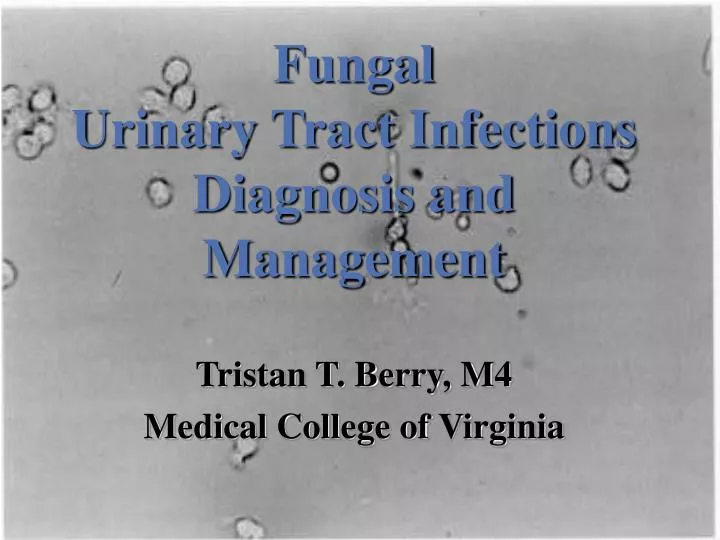 fungal urinary tract infections diagnosis and management