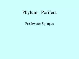 Phylum: Porifera