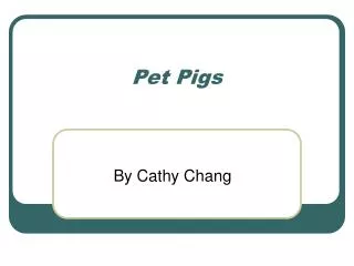 Pet Pigs