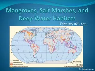 Mangroves, Salt Marshes, and Deep Water Habitats