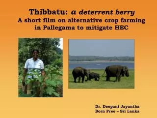 Thibbatu : a deterrent berry A short film on alternative crop farming in Pallegama to mitigate HEC