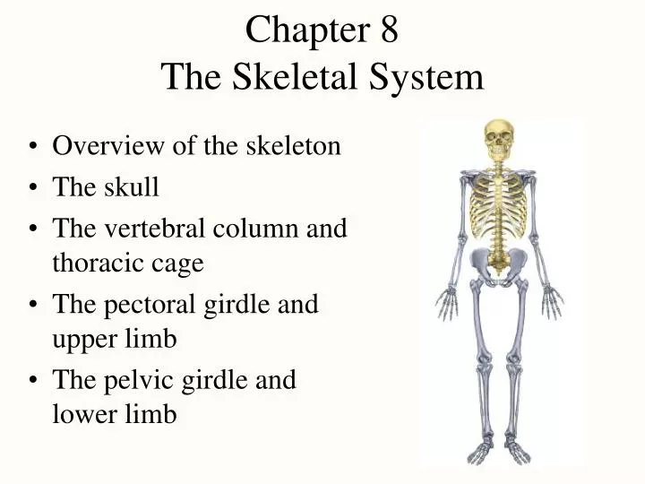 PPT - Chapter 8 The Skeletal System PowerPoint Presentation, free ...