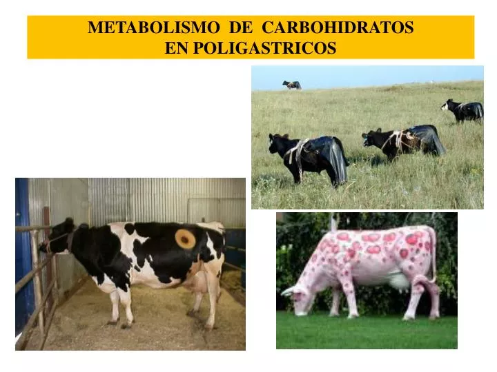 metabolismo de carbohidratos en poligastricos