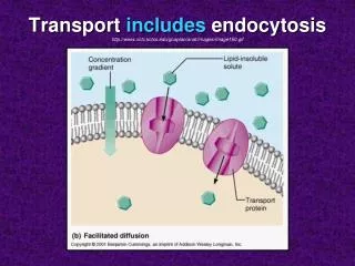 Transport includes endocytosis http://www.octc.kctcs.edu/gcaplan/anat/images/Image150.gif