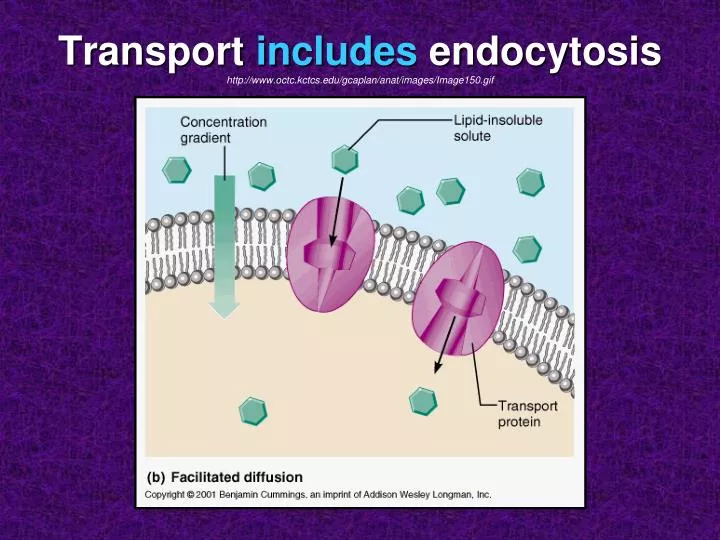 transport includes endocytosis http www octc kctcs edu gcaplan anat images image150 gif