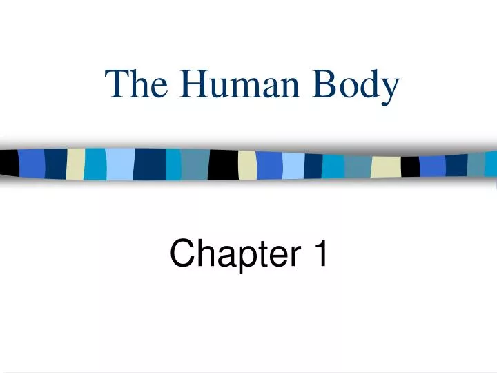 the human body