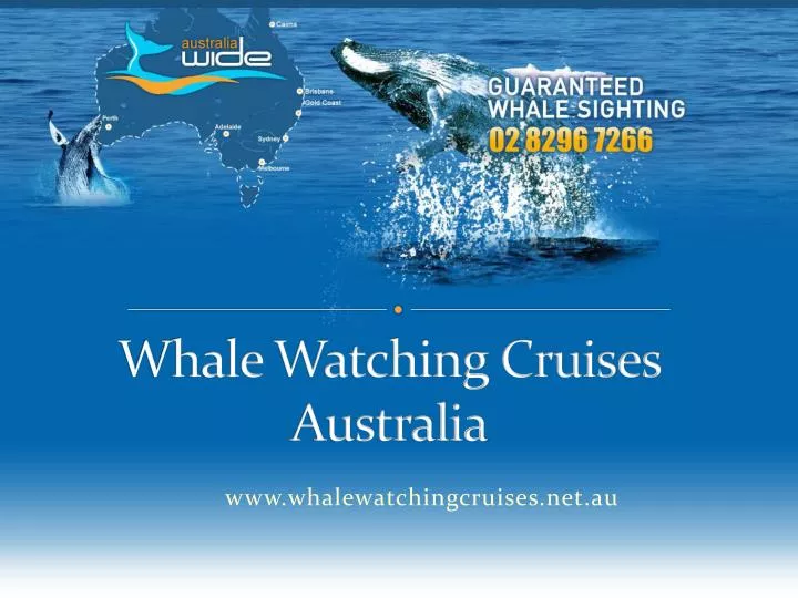whale watching cruises australia