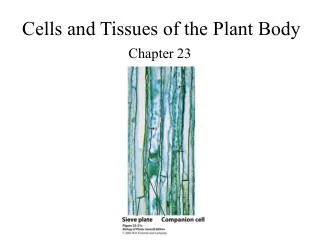 Cells and Tissues of the Plant Body