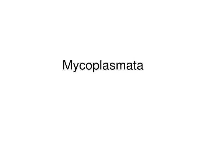 mycoplasmata