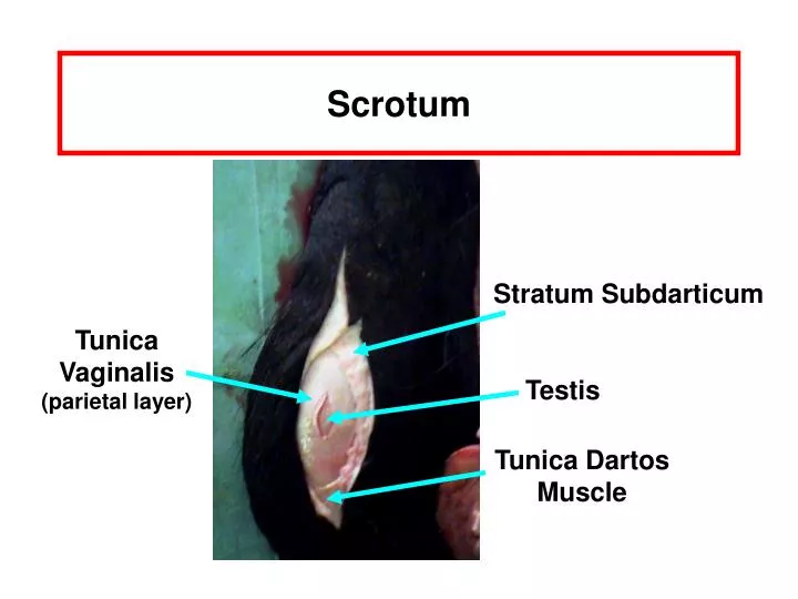 scrotum