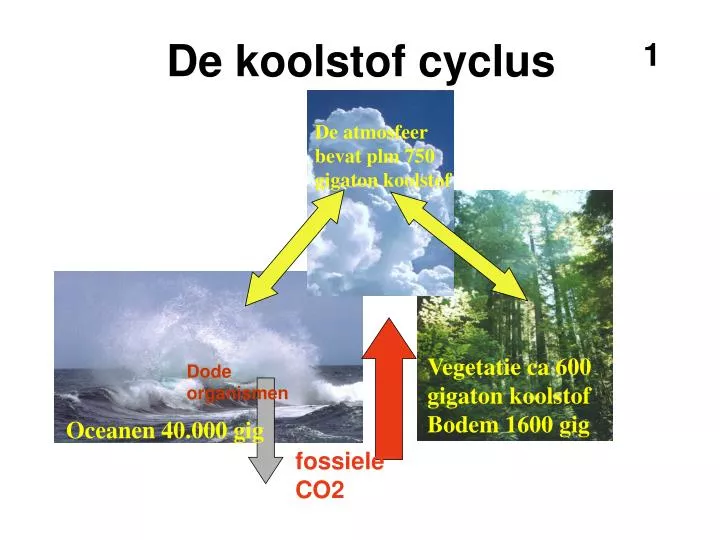 de koolstof cyclus