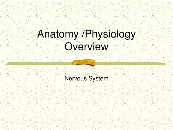 anatomy physiology overview