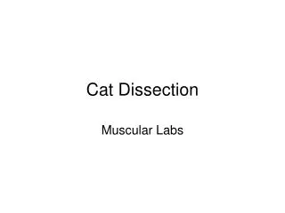 Cat Dissection