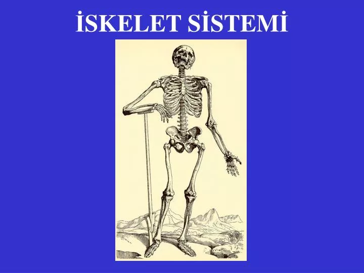 skelet s stem