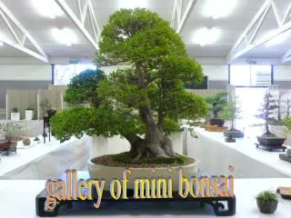 gallery of mini bonsai