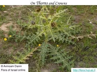 On Thorns and Crowns
