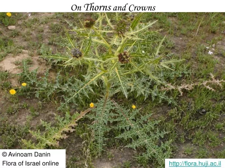 on thorns and crowns