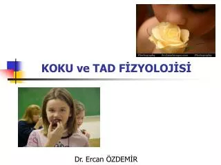 koku ve tad f zyoloj s