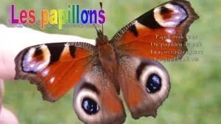 papillon de jour ou papillon de nuit tu resteras toujours un papillon vie