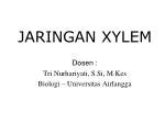 JARINGAN XYLEM - slide 1