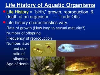 Life History of Aquatic Organisms