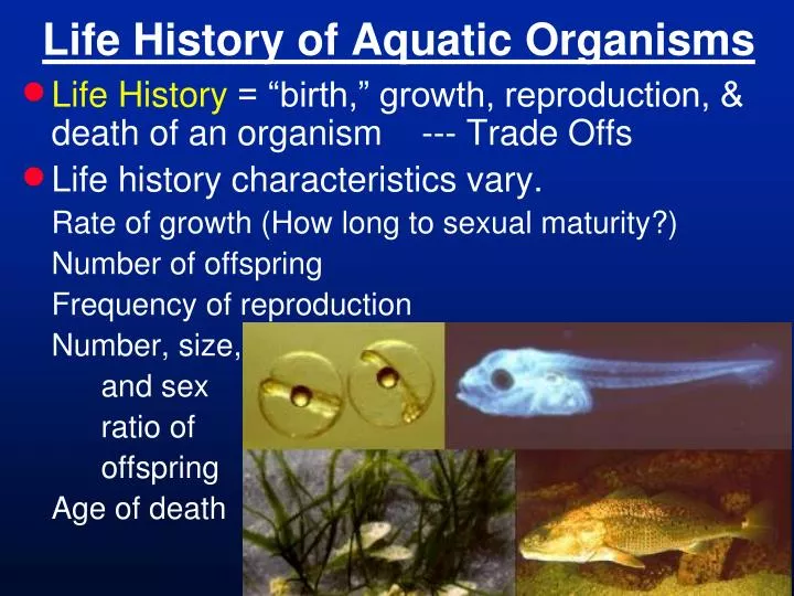 life history of aquatic organisms
