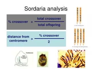 Sordaria analysis