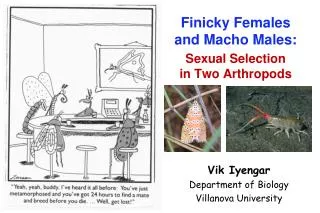 Finicky Females and Macho Males: Sexual Selection in Two Arthropods