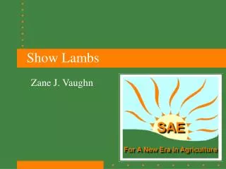 Show Lambs