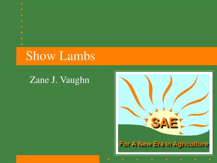 show lambs