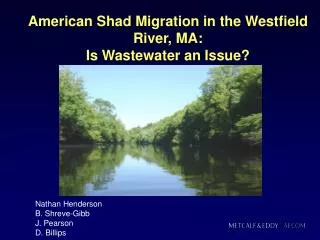 American Shad Migration in the Westfield River, MA: Is Wastewater an Issue?