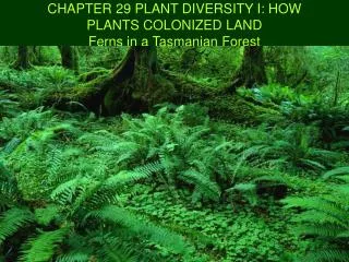 CHAPTER 29 PLANT DIVERSITY I: HOW PLANTS COLONIZED LAND Ferns in a Tasmanian Forest