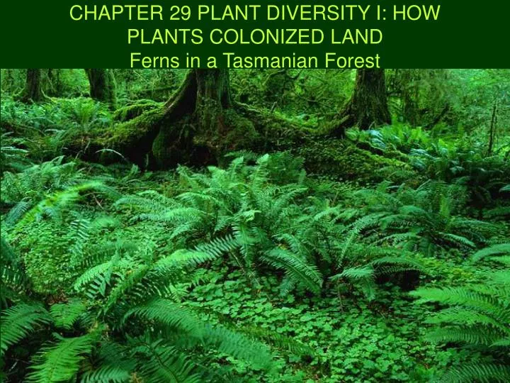 chapter 29 plant diversity i how plants colonized land ferns in a tasmanian forest
