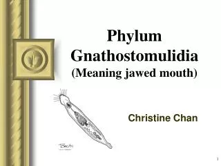 Phylum Gnathostomulidia (Meaning jawed mouth)