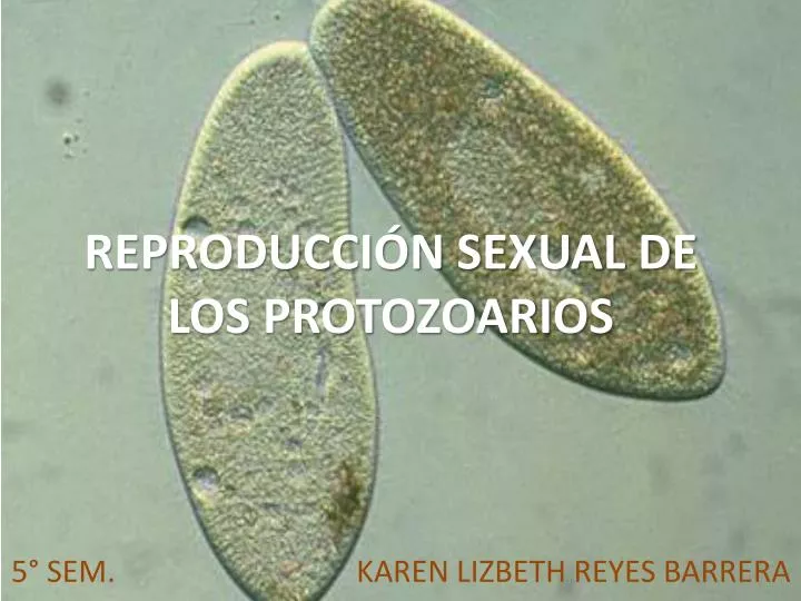 reproducci n sexual de los protozoarios